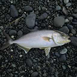 ショゴ