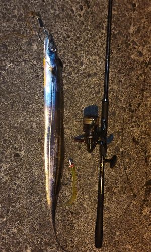 タチウオの釣果