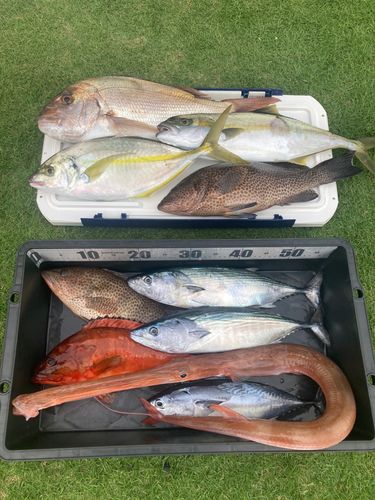 シマアジの釣果