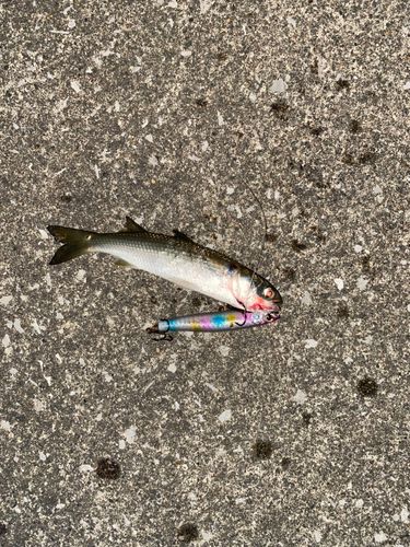 ボラの釣果