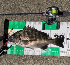 チヌの釣果