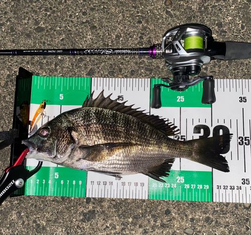 チヌの釣果