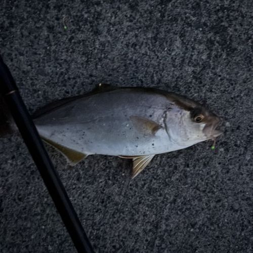 ショゴの釣果