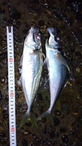 アジの釣果