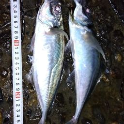 アジ