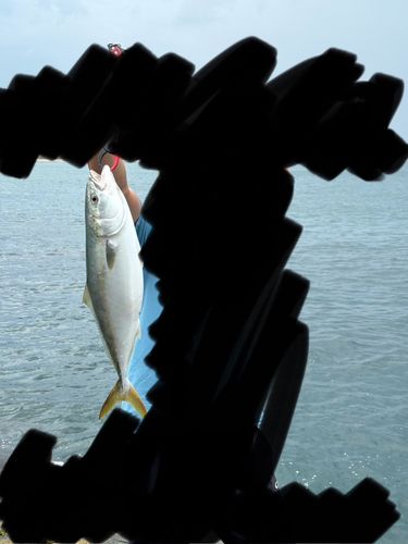 イナダの釣果