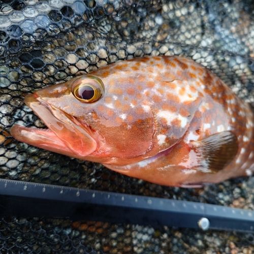 キジハタの釣果