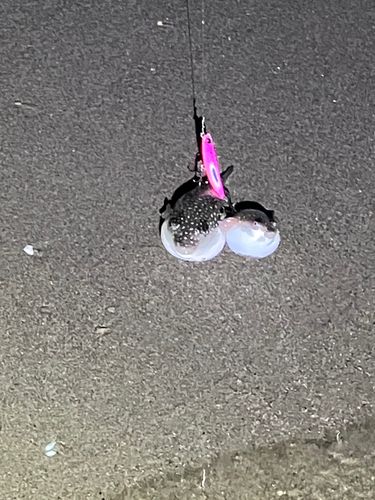 ダツの釣果