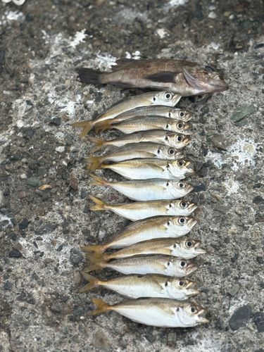 アジの釣果