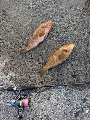 キジハタの釣果
