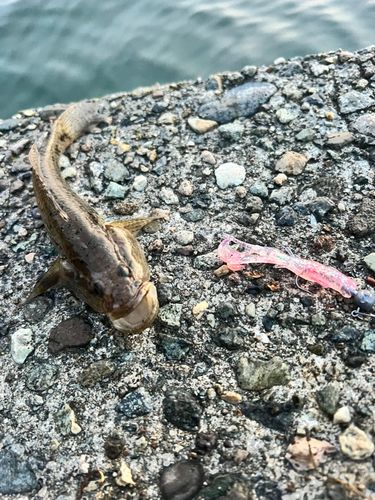 マハゼの釣果