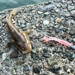 マハゼ