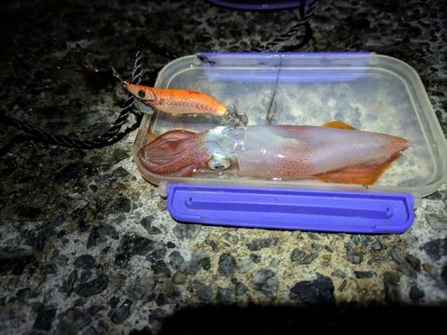 ケンサキイカの釣果