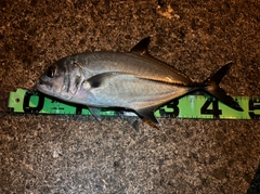 ギンガメアジの釣果