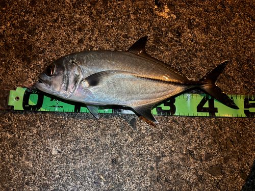 ギンガメアジの釣果