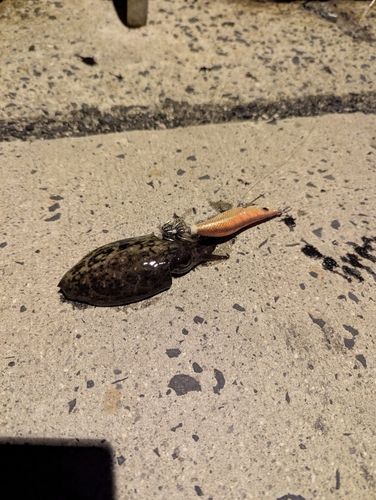 コウイカの釣果