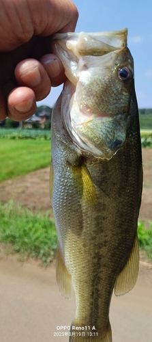 ブラックバスの釣果