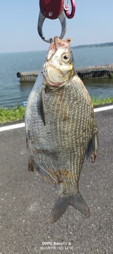 ダントウボウの釣果