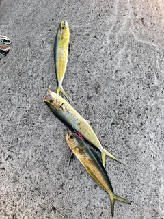 シイラの釣果