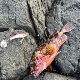 カサゴ