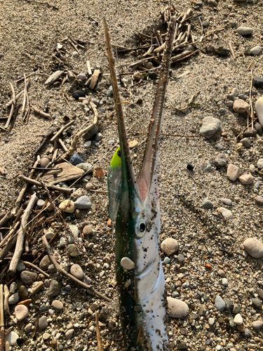 ダツの釣果