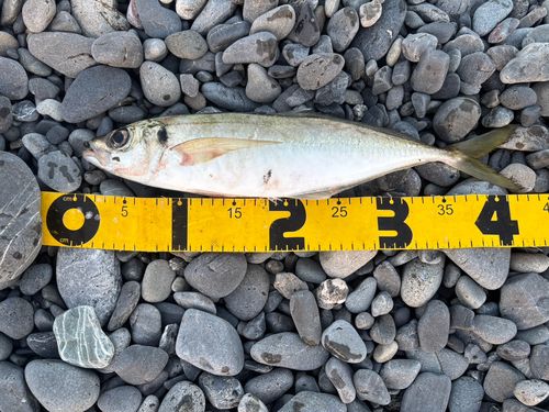マアジの釣果