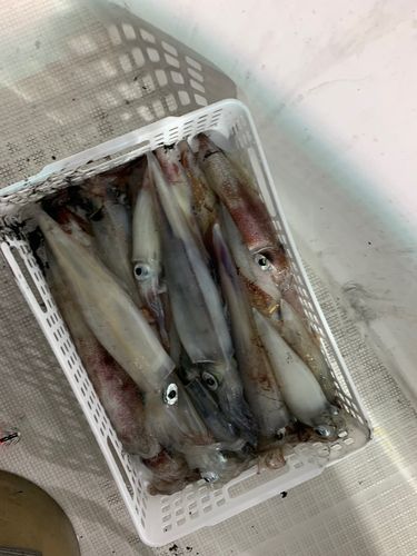アカイカの釣果