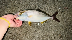 ショゴの釣果