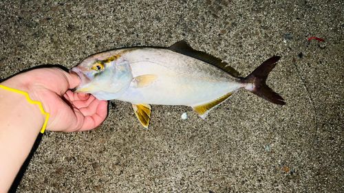 ショゴの釣果