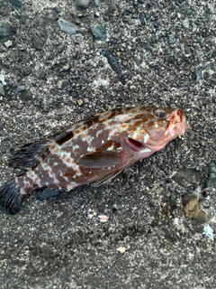 キジハタの釣果