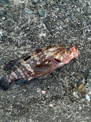 キジハタの釣果