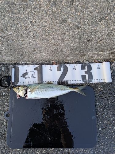 釣果