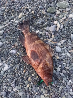 オオモンハタの釣果
