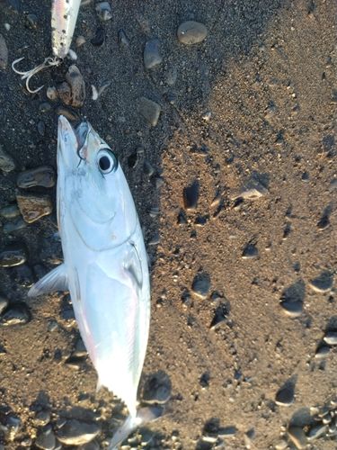 ソウダガツオの釣果