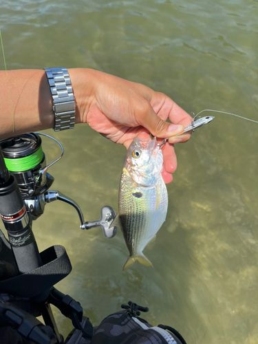 コノシロの釣果