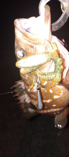 アコウの釣果
