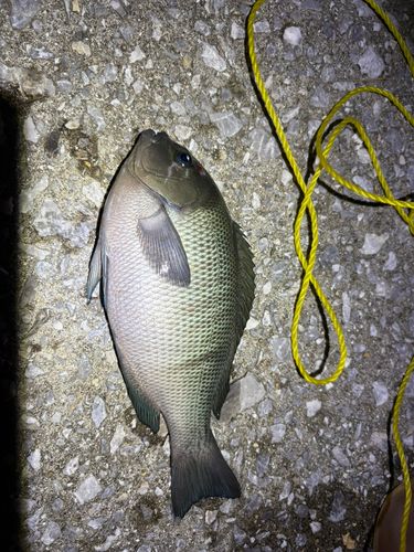 メジナの釣果