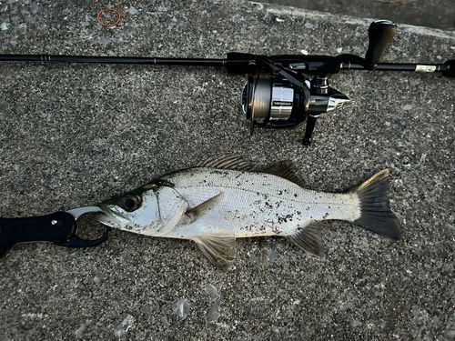 セイゴ（ヒラスズキ）の釣果