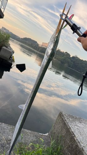 ダツの釣果