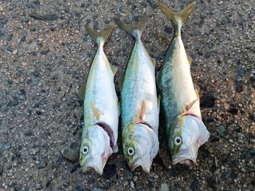 ツバスの釣果