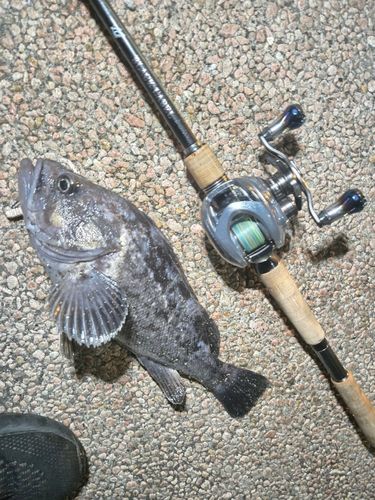 クロソイの釣果