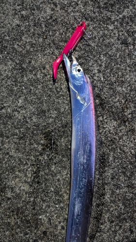 タチウオの釣果
