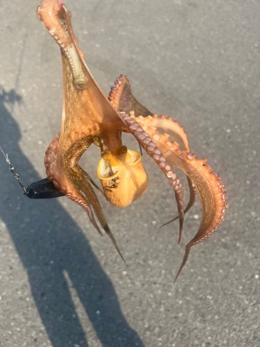 マダコの釣果