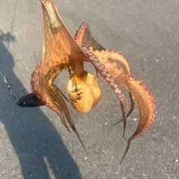 マダコ