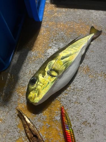 クロサバフグの釣果