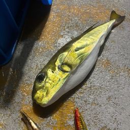 クロサバフグ