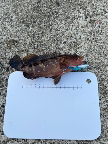 キジハタの釣果