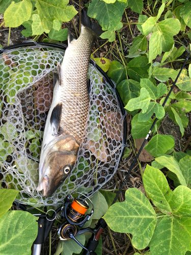 ニゴイの釣果