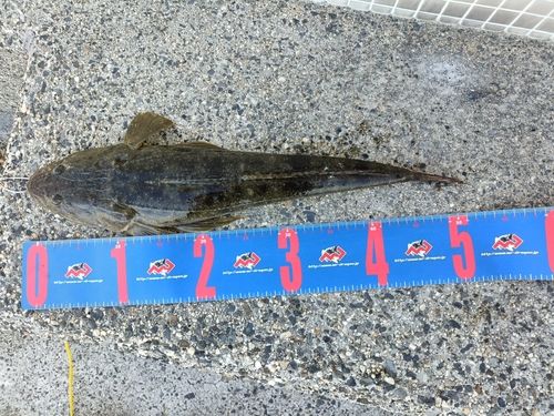 マゴチの釣果