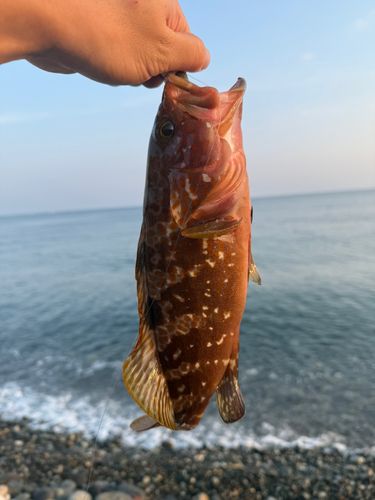 キジハタの釣果